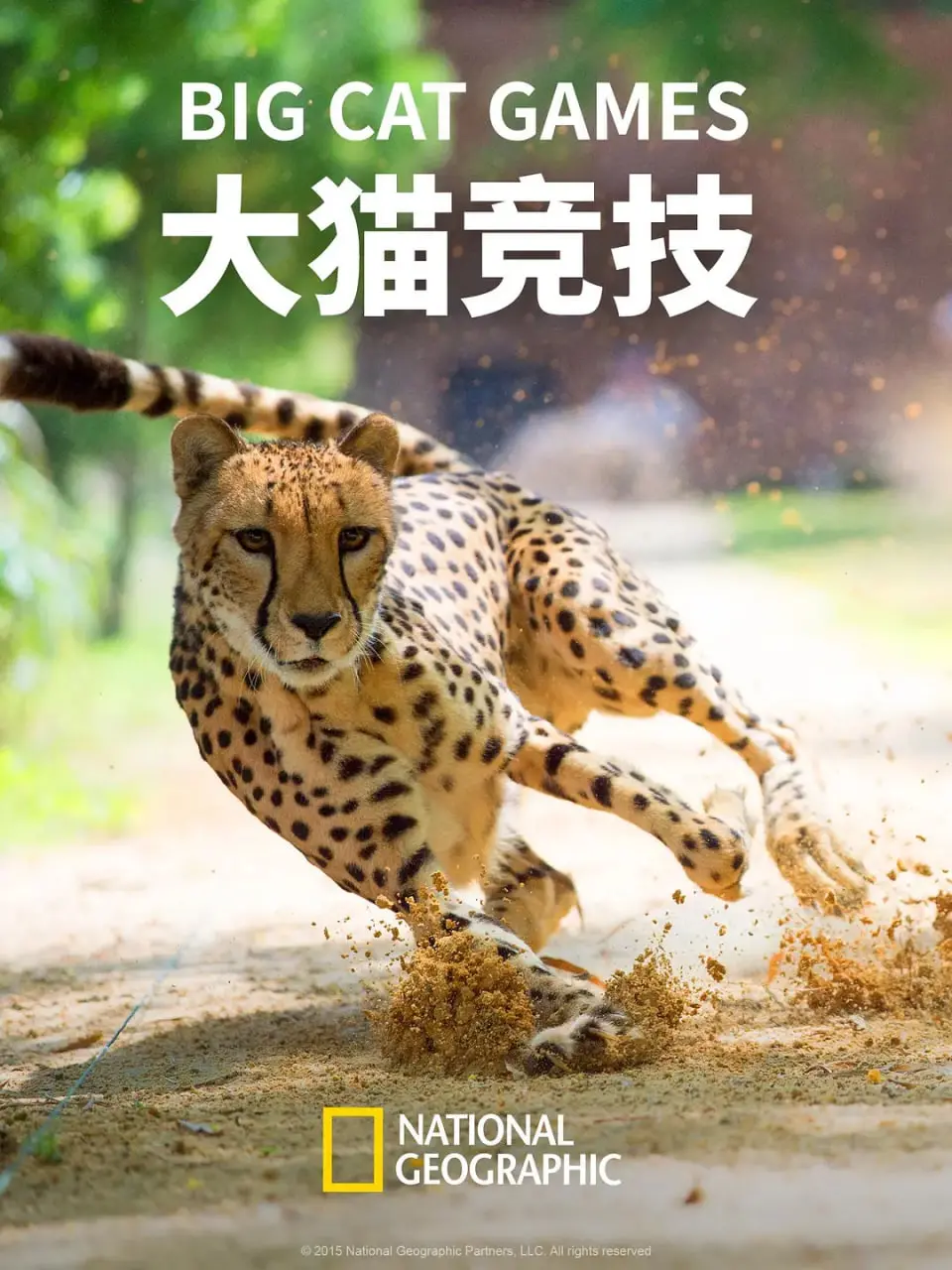 《大猫竞技》：狂野丛林的生存法则，速度与激情的终极较量！